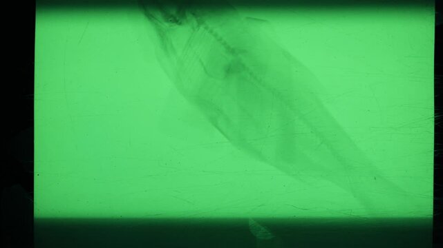 the process of creating an x-ray image of a fish, captured on camera