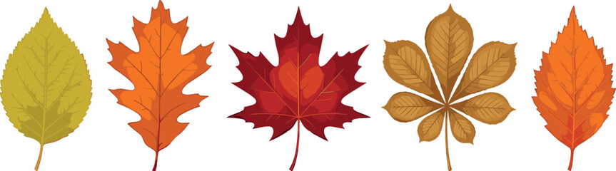 Naklejka premium Autumn leaves vector element set featuring colorful fall foliage icons like red maple orange oak yellow birch chestnut and beech isolated on white