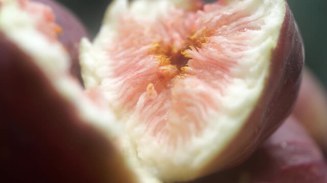 Fig slice fresh fruit farming harvesting agriculture food ingredient k fruit 영암 무화과 과일 조각 신선 농사 재배 수확 농업 한국 식재료 디저트 식품 가을 과육