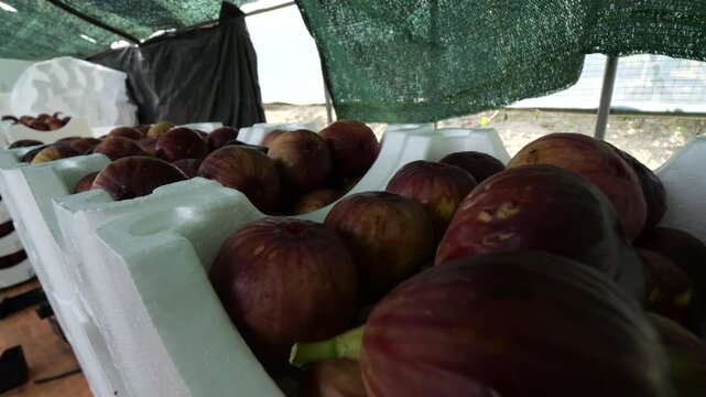 Fig slice fresh fruit farming harvesting agriculture food ingredient k fruit 영암 무화과 과일 조각 신선 농사 재배 수확 농업 한국 식재료 디저트 식품 가을 과육