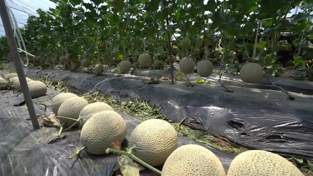 Melon slice fresh fruit hand touch farming harvesting agriculture food ingredient k fruit 멜론 과일 조각 신선 손 터치 농사 재배 수확 농업 한국 멜론 식재료 디저트 식품 메론 참외