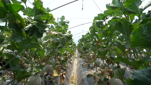 Melon slice fresh fruit hand touch farming harvesting agriculture food ingredient k fruit 멜론 과일 조각 신선 손 터치 농사 재배 수확 농업 한국 멜론 식재료 디저트 식품 메론 참외