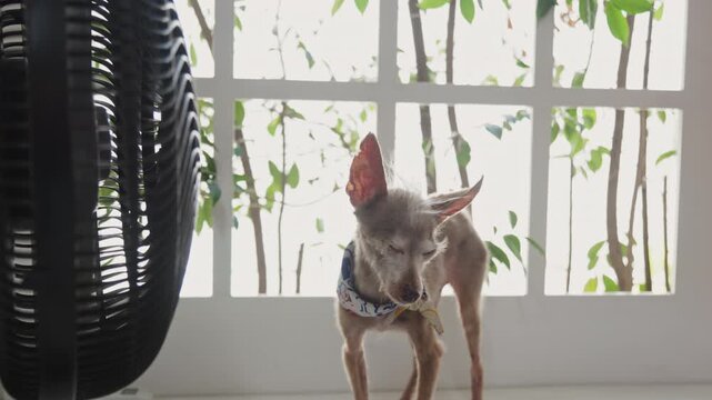Small senior dog wearing a bandana standing in front of an electric fan at home on a hot summer day. Concept of heat wave, pet care, staying cool