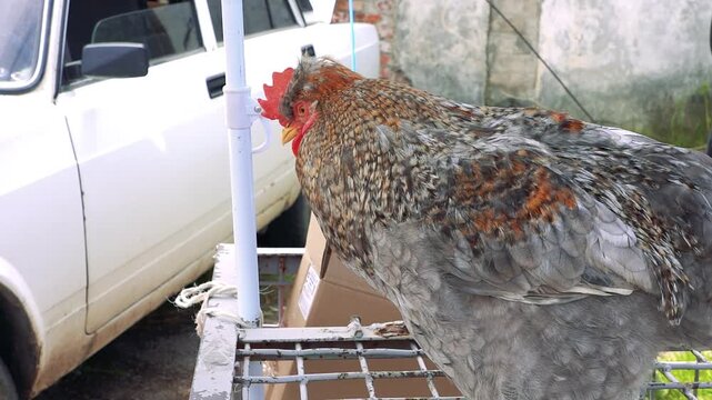 Side view shows speckled gray chicken standing on metal rack beside white vehicle in outdoor farmyard, with red comb, layered tail feathers, mottled plumage, weathered wall, grass, soft daylight