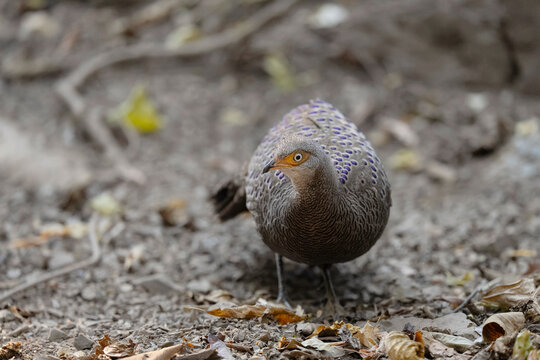 Grey Peacock Pheasant (Polyplectron bicalcaratum) Birds forage on the ground in the forest.