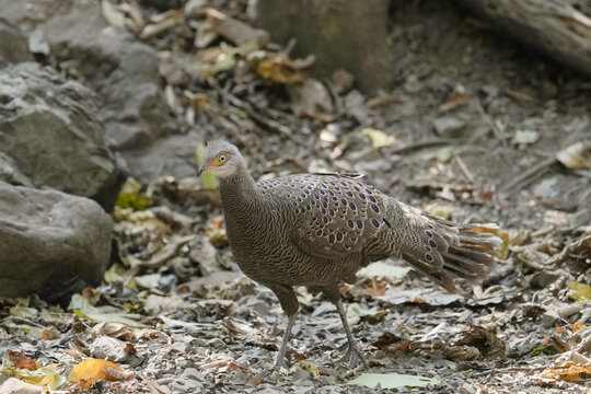 Grey Peacock Pheasant (Polyplectron bicalcaratum) Birds forage on the ground in the forest.