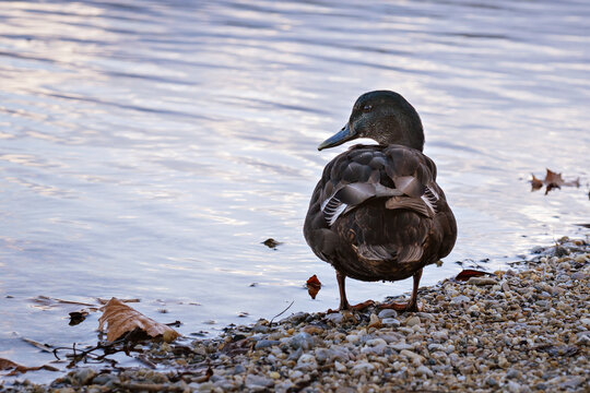 Back view of a mallard duck standing on a pebbly shore and looking back over its shoulder