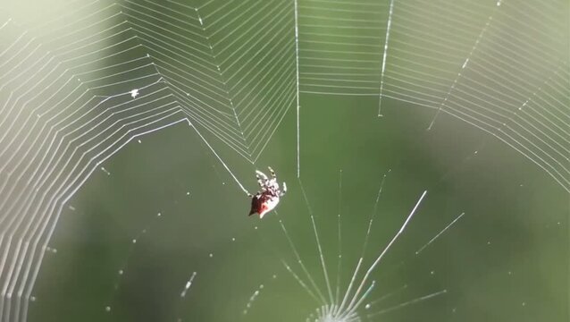 Spiny Orb Weaver Spider Weaving Its Web in Natural Outdoor Environment