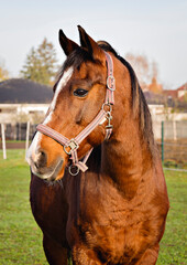 Obraz premium Close up portrait of a beautiful brown horse looking aside on a green pasture