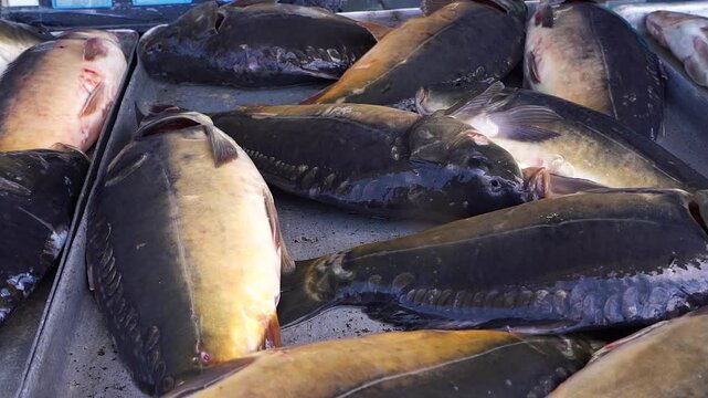 Several large fish lie tightly packed in shallow metal tray, while one fish stands upright above group, showing handling during seafood harvest, market sorting, and moist reflective surfaces