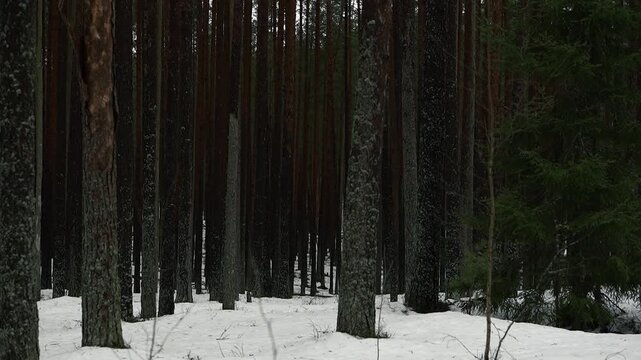 Quiet winter woodland scene with evenly spaced evergreen trees, dark vertical trunks, sparse undergrowth, and a light snow cover under muted natural light