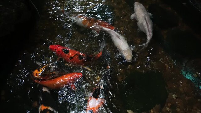 Vibrant koi fish swim gracefully in clear, rippling water of a pond