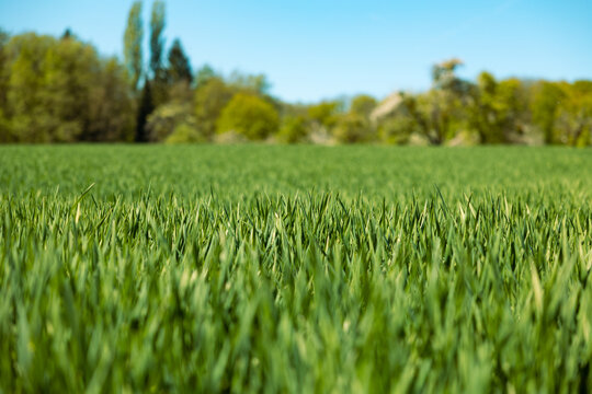 Green wheat field, young wheat sprouts, rual scenery. Hochtaunus, Germany, agriculture, farm landscape, forest in the background, blue sky. Close shot of unripe wheat.