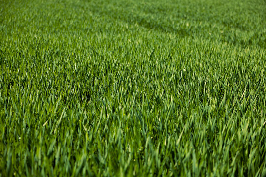 Close shot fo green wheat field, young wheat sprouts, rual scenery. Hochtaunus, Germany, agriculture, farm landscape. Close shot of unripe wheat.