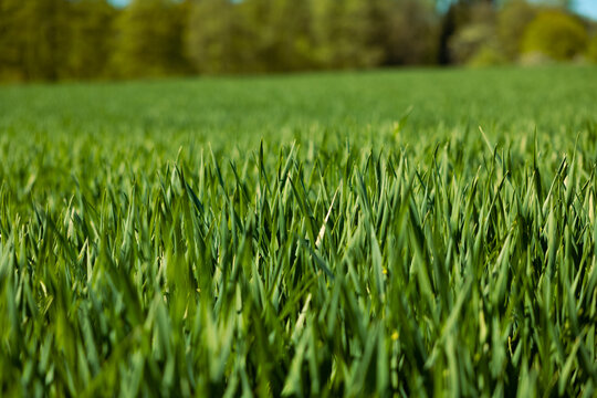 Green wheat field, young wheat sprouts, rual scenery. Hochtaunus, Germany, agriculture, farm landscape, forest in the background. Close shot of unripe wheat.