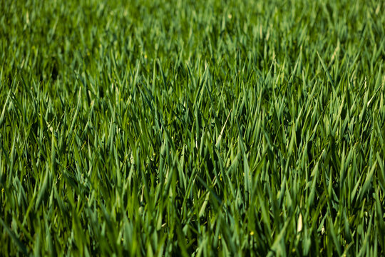 Close shot fo green wheat field, young wheat sprouts, rual scenery. Hochtaunus, Germany, agriculture, farm landscape. Close shot of unripe wheat.