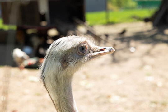 Close-up rheas head, side view, outdoor enclosure, summer, animal farming. Poultry, animals, Nandu, free-range animal husbandry, animal breeding.