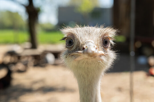 Close-up rheas head, front view, outdoor enclosure, summer, animal farming. Poultry, animals, Nandu, free-range animal husbandry, animal breeding.