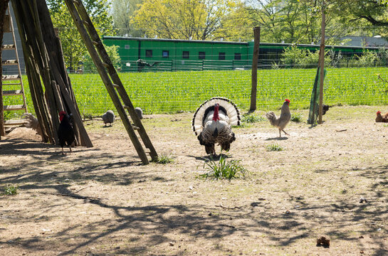 An outdoor enclosure with chickens and  a rooster, animal farming. Poultry, animals, Nandu, free-range animal husbandry, animal breeding.