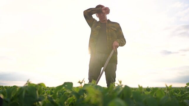 A man works diligently in a soybean field, tending to the crops as he focuses on his agriculture tasks. The farmer is actively engaged, ensuring healthy growth in the soybean field.