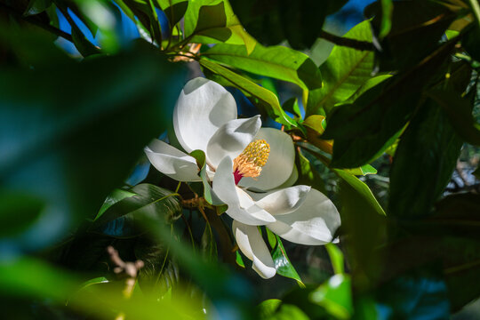 Flower and foliage of Magnolia grandiflora (Southern magnolia)