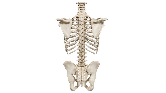 Human skeletal system posterior view complete spine rib cage shoulder blades pelvis anatomy isolated on white background