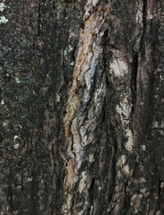 Fototapeta premium Close up texture of old tree bark with deep cracks and rough surface background