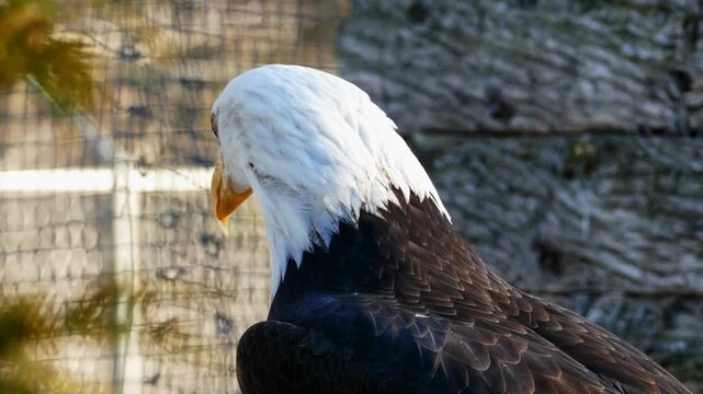 Bald eagle turning head and vocalizing in outdoor enclosure video