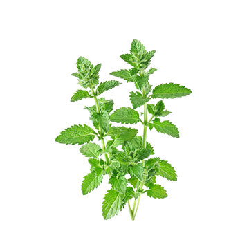 Catnip plant, asset stock