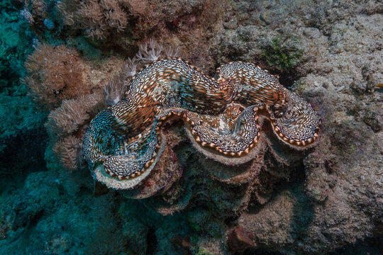 Giant clam Tridacna maxima on a coral reef underwater
