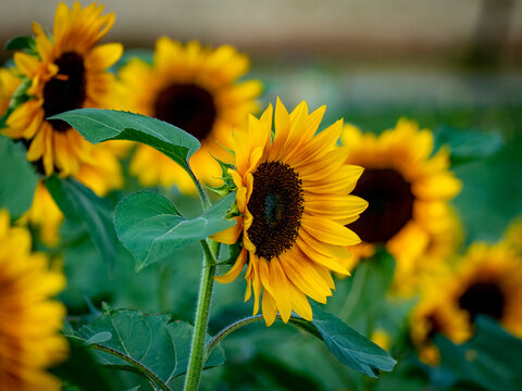 Sonnenblumen in einem Selbstpfl&uuml;cker Feld