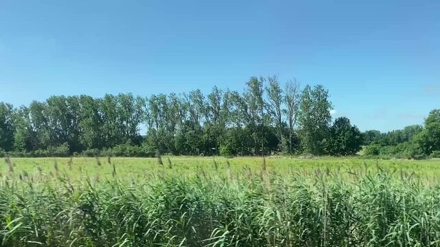 Seitliche Zugfahrt durch eine l&auml;ndliche Landschaft mit Getreidefeld und Windkraftanlagen. Regionalverkehr, Bahnreise, Natur, erneuerbare Energien, Sommer und nachhaltige Mobilit&auml;t.