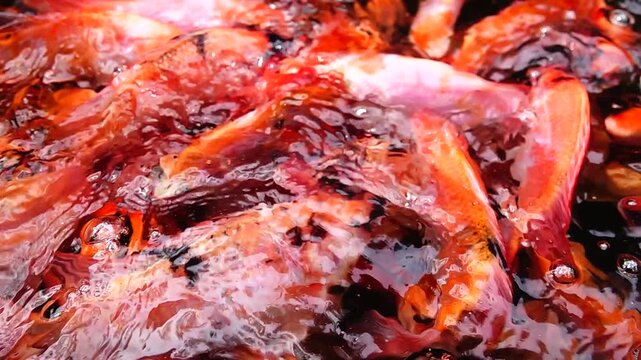 Supper Slow HD 240fps A detailed top-down view of bright orange and red fish moving continuously under the water surface.