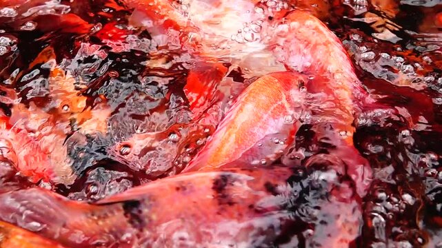 Supper Slow HD 240fps A detailed top-down view of bright orange and red fish moving continuously under the water surface.
