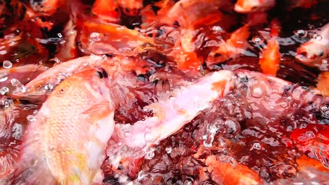 Supper Slow HD 240fps A detailed top-down view of bright orange and red fish moving continuously under the water surface.