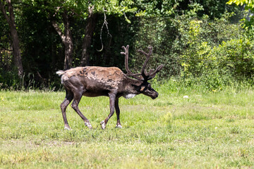 caribou walking through grass side profile © Amy