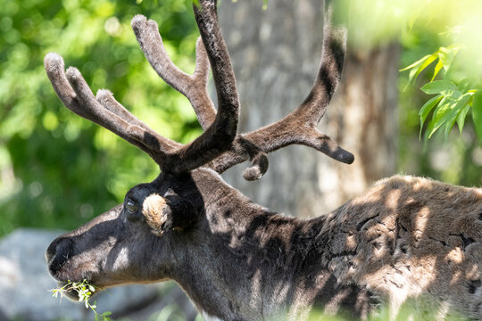 close up of caribou antlers with velvet 