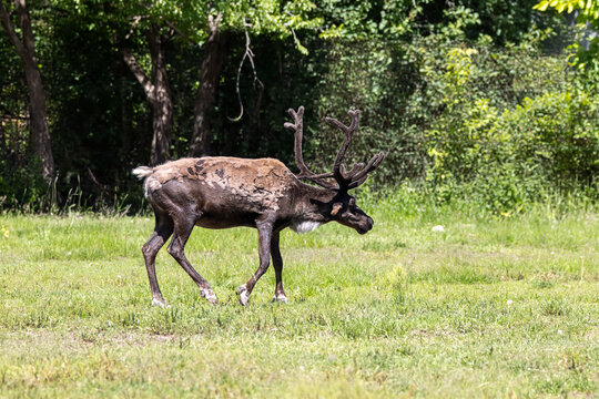 caribou walking through grass side profile