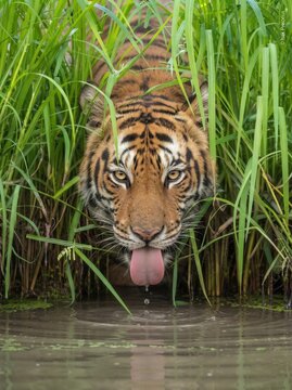 A magnificent Bengal Tiger drinks quietly from a shallow forest pool, partially concealed by tall green reeds in its natural habitat.