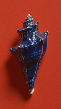 A striking dark blue seashell with a pointed spiral top, set against a vibrant red background. The seashell showcases intricate spiral patterns and a textured surface