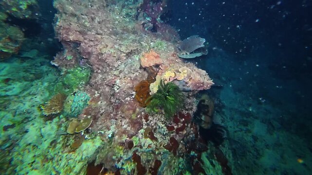 Feather star and various sponges decorate the reef during a night dive at Gili Trawangan, Bali. Flashlight reveals vivid nocturnal marine life and colorful coral textures in the dark.