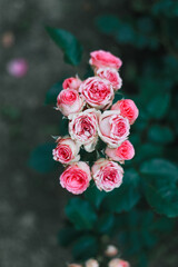 Fototapeta premium Close view of elegant Mimi Eden spray roses displaying delicate pink and white petals, with multiple charming blossoms on each stem, creating a romantic, fresh, and timeless floral composition.