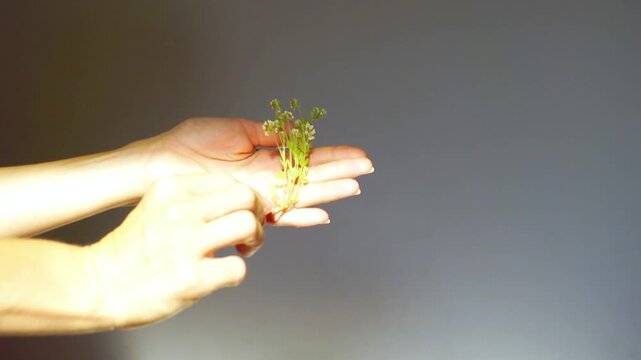 Hands examining pressed white creeping thyme specimen preserved as dried botanical material. Illustrates herbarium specimen preservation, plant morphology reference, and taxonomic identification.