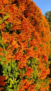 A wall is covered with hedge flame vine displaying clusters of orange flowers under clear blue sky on a sunny day.