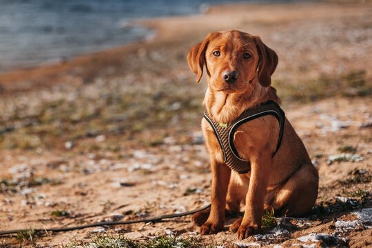 Cute red labrador puppy sitting outdoors on a sunny sandy beach