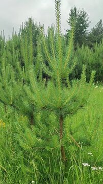 Young pine tree standing in a green meadow. Coniferous sapling growing in a forest clearing. Nature landscape with evergreen plant during a summer cloudy day.