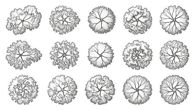 Top View Deciduous Tree CAD Blocks Collection, Architectural Landscape Tree Symbols Vector Set