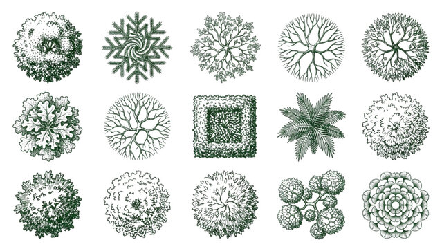 Top View Landscape Tree and Shrub CAD Blocks Vector Set, Architectural Plant Symbols Collection