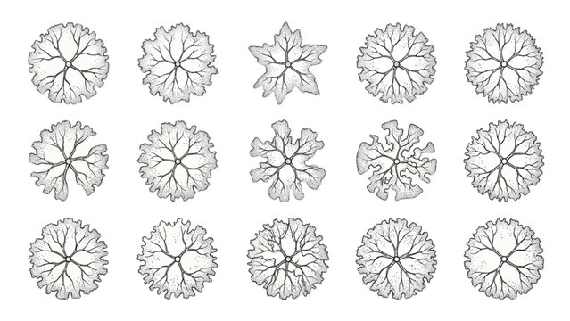 Top View Deciduous Tree CAD Blocks Vector Set, Architectural Landscape Plan Tree Symbols
