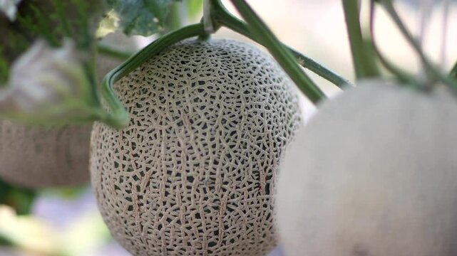 Fresh melon fruit slicing hand agriculture harvesting market kitchen food ingredient k food 신선 멜론 과일 손질 손 농업 수확 재배 농가 한국 음식 식재료 디저트 메론 마켓 주방 요리 과육